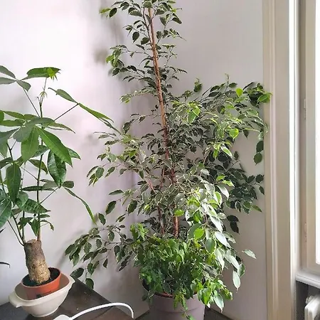 Monica's House * Βελιγράδι