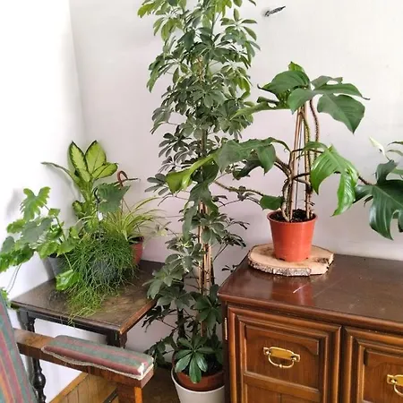 Monica's House Hostel Belgrado